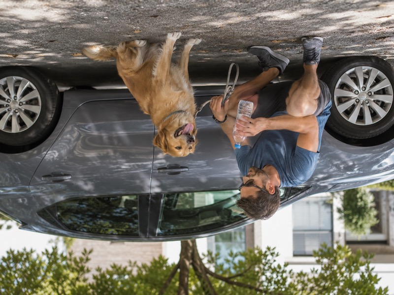 Hund wartet sicher außerhalb eines Autos im Schatten