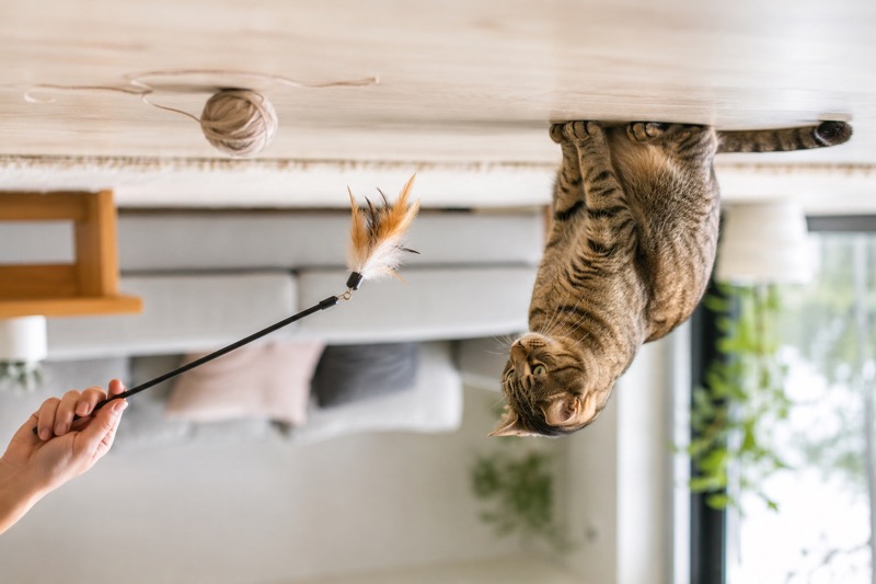 Katze spielt mit Wollknäuel