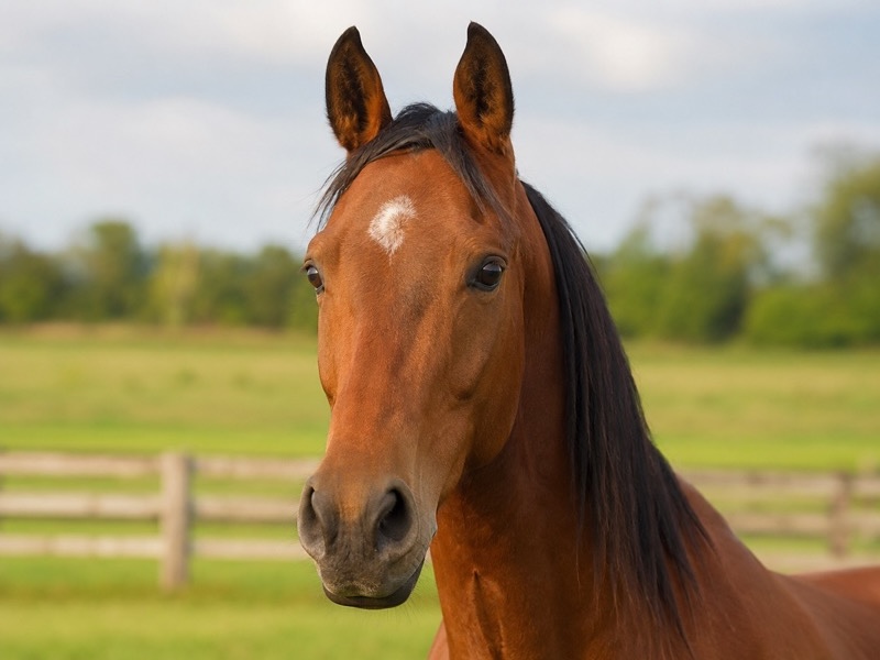 Pferd mit aufmerksam gespitzten Ohren auf der Weide, das seine Körpersprache zeigt