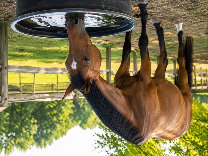Pferd trinkt im Sommer aus sauberem Wassereimer auf einer Weide