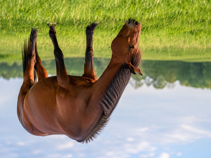 Braunes Pferd grast auf einer grünen Frühlingsweide unter blauem Himmel